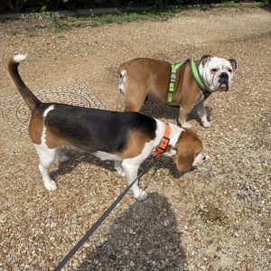 Images de profil de Sarah - Blooming Pets - Petsitting et garde d'animaux à domicile
