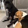 Images de profil de Sarah - Blooming Pets - Petsitting et garde d'animaux à domicile