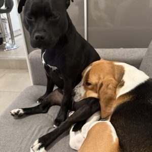 Images de profil de Sarah - Blooming Pets - Petsitting et garde d'animaux à domicile