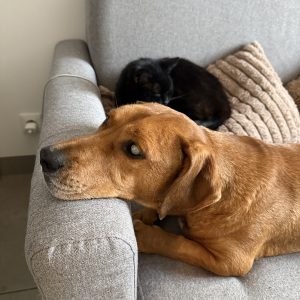 Images de profil de Sarah - Blooming Pets - Petsitting et garde d'animaux à domicile