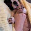 Images de profil de Sarah - Blooming Pets - Petsitting et garde d'animaux à domicile