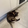 Images de profil de Sarah - Blooming Pets - Petsitting et garde d'animaux à domicile