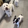 Images de profil de Sarah - Blooming Pets - Petsitting et garde d'animaux à domicile