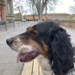 Pongo   Setter Anglais Mâle - Garde d'animaux à domicile