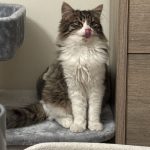 Rio   Abyssin Mâle stérilisé - Garde d'animaux à domicile