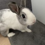 Turbo   Nain Femelle stérilisée - Garde d'animaux à domicile