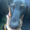 Images de profil de Emma-lee - Blooming Pets - Petsitting et garde d'animaux à domicile