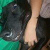 Images de profil de Emma-lee - Blooming Pets - Petsitting et garde d'animaux à domicile