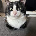 Nougatti   Chat de gouttière (Commun) Mâle - Garde d'animaux à domicile