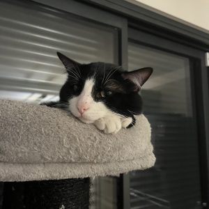 Images de profil de Valentine - Blooming Pets - Petsitting et garde d'animaux à domicile