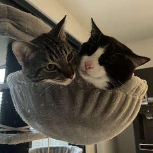 Images de profil de Valentine - Blooming Pets - Petsitting et garde d'animaux à domicile