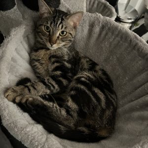 Images de profil de Valentine - Blooming Pets - Petsitting et garde d'animaux à domicile