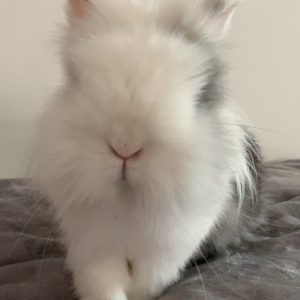Images de profil de Valentine - Blooming Pets - Petsitting et garde d'animaux à domicile