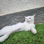 Yabe   Croisé Femelle stérilisée - Garde d'animaux à domicile