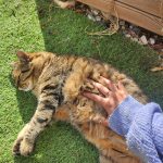 Miccinina   Chat de gouttière (Commun) Femelle - Garde d'animaux à domicile