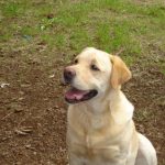 Vera   Labrador Retriever Femelle - Garde d'animaux à domicile