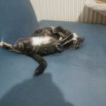 Lilith Lilith Chat de gouttière (Commun) Femelle - Garde d'animaux à domicile