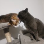 Bagheera Bagheera Chat de gouttière (Commun) Femelle - Garde d'animaux à domicile