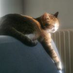 Luna Luna Chat de gouttière (Commun) Femelle - Garde d'animaux à domicile