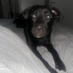 Boulette   Labrador Retriever Mâle stérilisé - Garde d'animaux à domicile