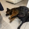 Images de profil de Amandine - Blooming Pets - Petsitting et garde d'animaux à domicile