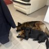 Images de profil de Amandine - Blooming Pets - Petsitting et garde d'animaux à domicile