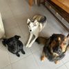 Images de profil de Amandine - Blooming Pets - Petsitting et garde d'animaux à domicile
