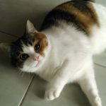 Praline   Chat de gouttière (Commun) Femelle stérilisée - Garde d'animaux à domicile