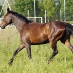 Volonte Valledei   Anglo-Arabe Femelle - Garde d'animaux à domicile
