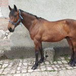 Capt'ain des Bertins   Selle Français Hongre - Garde d'animaux à domicile