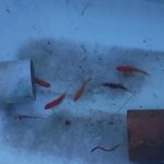 10 Poissons - 400 Litres    Femelle - Garde d'animaux à domicile