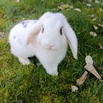 Onyx   Bélier nain Mâle - Garde d'animaux à domicile