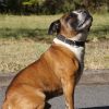 Images de profil de Maïa - Blooming Pets - Petsitting et garde d'animaux à domicile