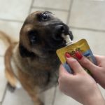 Sunny   Berger Belge Malinois Femelle - Garde d'animaux à domicile