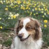 Images de profil de Élisée - Blooming Pets - Petsitting et garde d'animaux à domicile