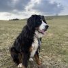 Images de profil de Élisée - Blooming Pets - Petsitting et garde d'animaux à domicile