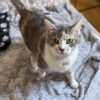 Images de profil de Élisée - Blooming Pets - Petsitting et garde d'animaux à domicile
