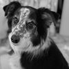 Images de profil de Élisée - Blooming Pets - Petsitting et garde d'animaux à domicile