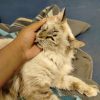 Images de profil de Faïzah - Blooming Pets - Petsitting et garde d'animaux à domicile