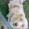 Images de profil de Faïzah - Blooming Pets - Petsitting et garde d'animaux à domicile