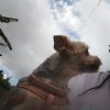 Images de profil de Faïzah - Blooming Pets - Petsitting et garde d'animaux à domicile