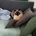 Sacha   Sacré de Birmanie Femelle - Garde d'animaux à domicile