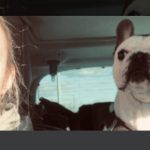 Bouba   Bouledogue Français Mâle - Garde d'animaux à domicile