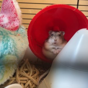 Images de profil de Gwendoline - Blooming Pets - Petsitting et garde d'animaux à domicile