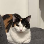 Lilou   Chat de gouttière (Commun) Femelle - Garde d'animaux à domicile