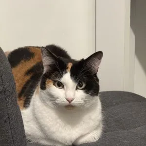 Lilou
