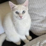 Tsuki   Chat de gouttière (Commun) Femelle - Garde d'animaux à domicile