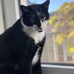 Oreo   Chat de gouttière (Commun) Mâle - Garde d'animaux à domicile
