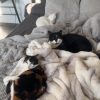 Images de profil de Gwendoline - Blooming Pets - Petsitting et garde d'animaux à domicile