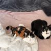 Images de profil de Gwendoline - Blooming Pets - Petsitting et garde d'animaux à domicile
